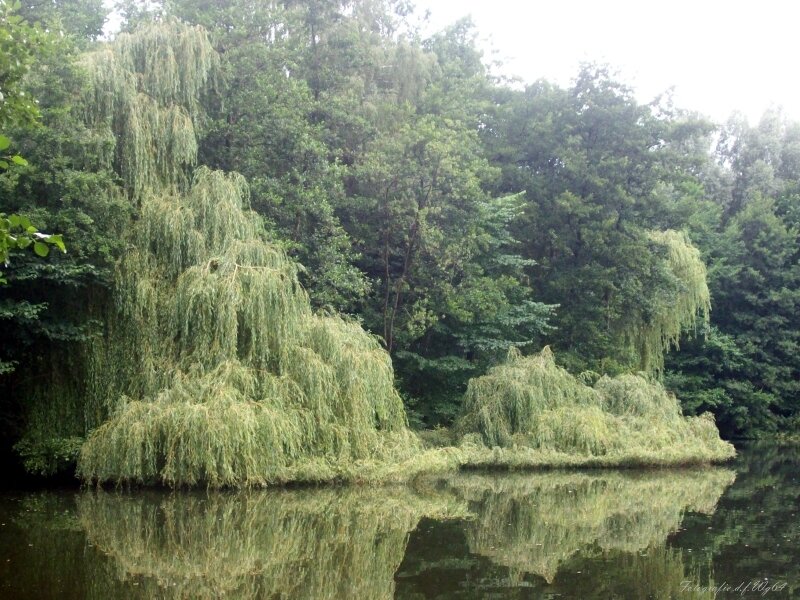 Willow trees by a pond