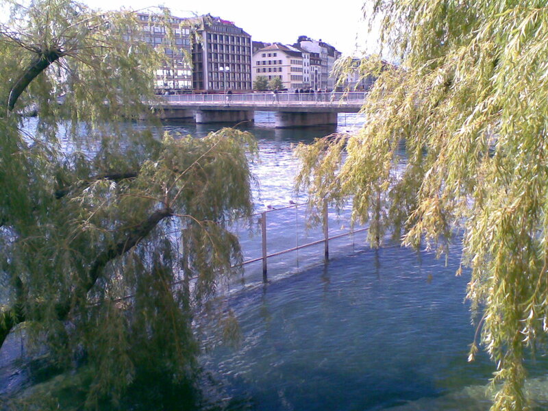 willow trees by a river