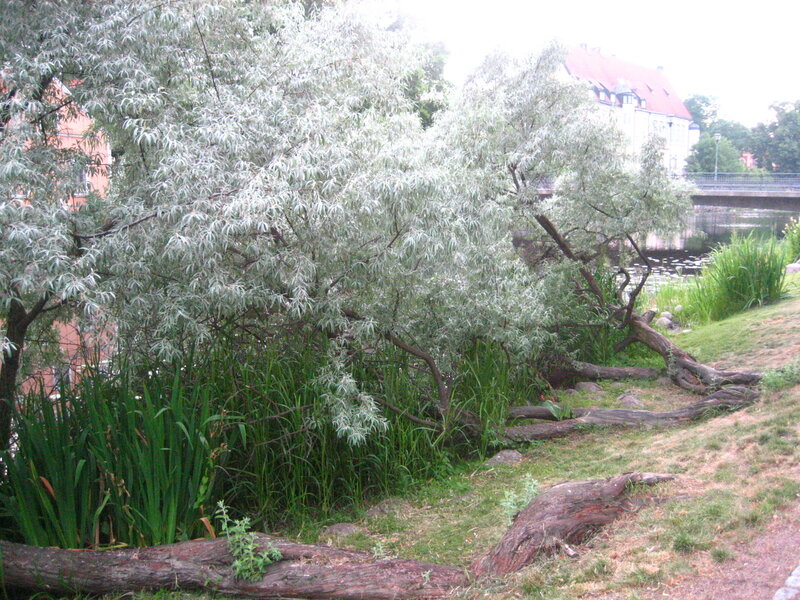 Willow trees by a riverbank