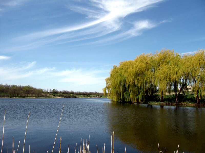 Willow Trees by Lake — Blue