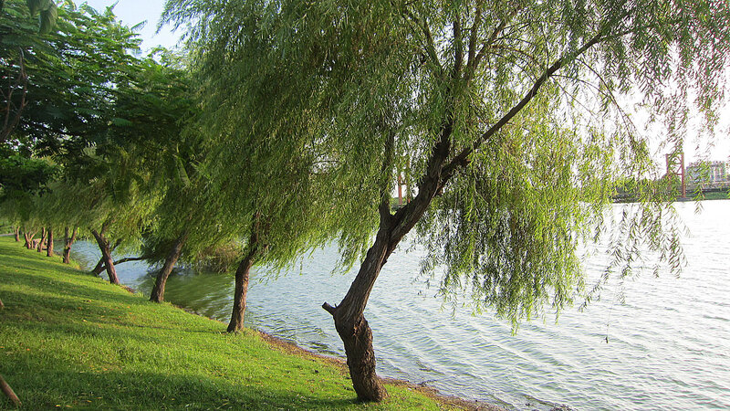 Willow Trees by Lake — Green, Serene, Afternoon