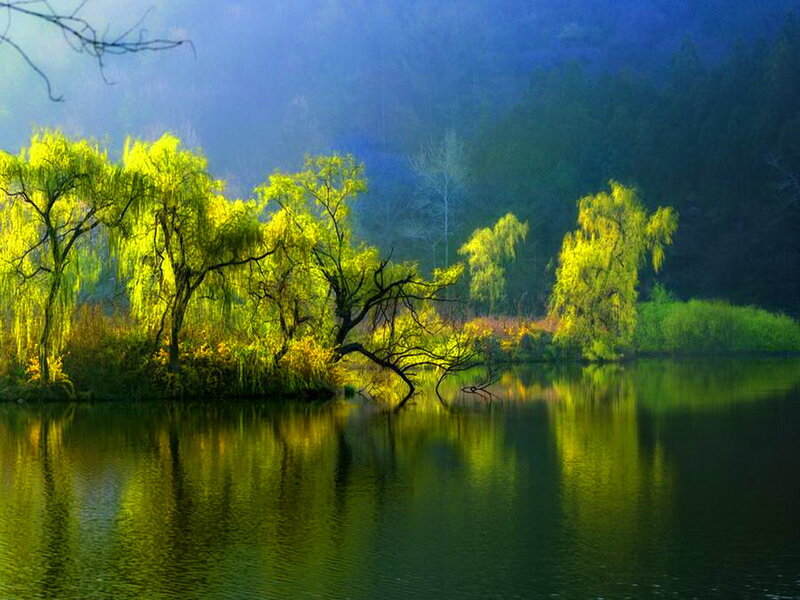 Willow Trees by Lake — Green, Serene, Morning