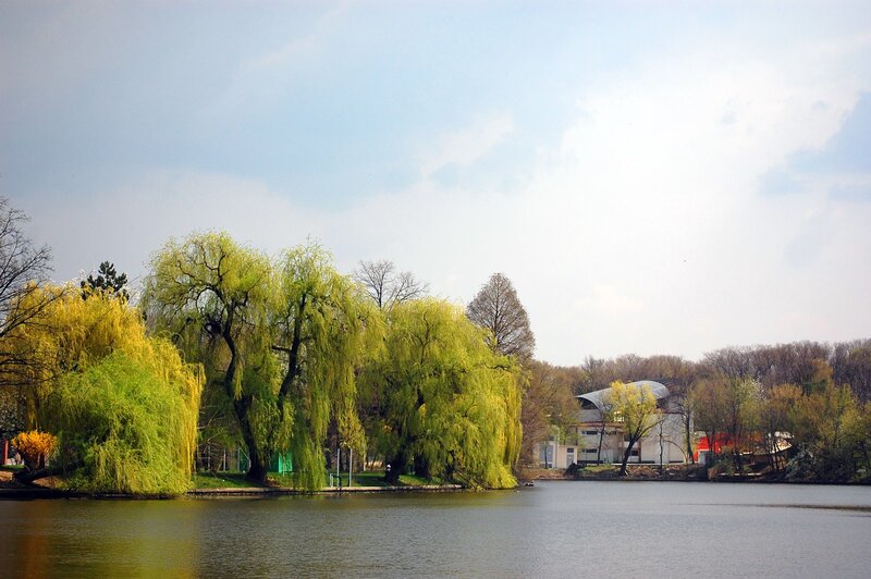 Willow Trees by Lake — Green, Serene, Spring, Photograph