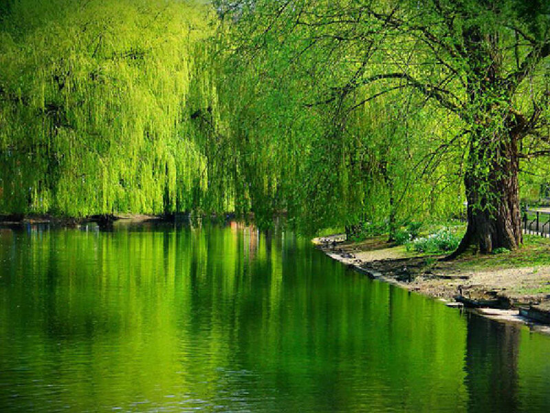 Willow Trees by Lake — Green, Serene, Spring