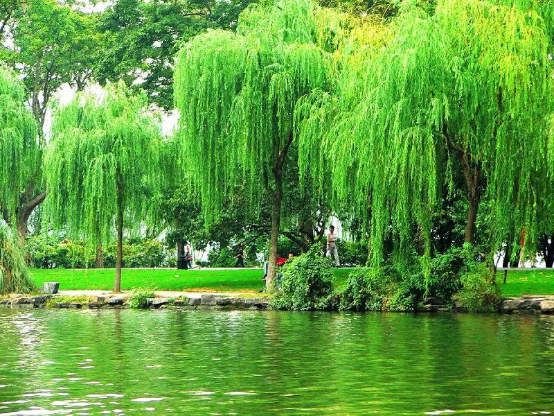 Willow Trees by Lake — Green, Serene