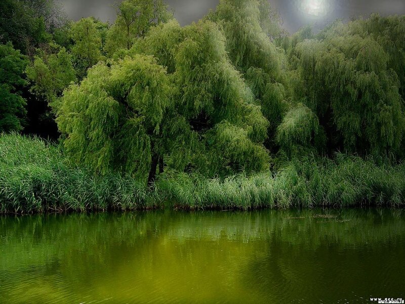Willow Trees by Lake — Green