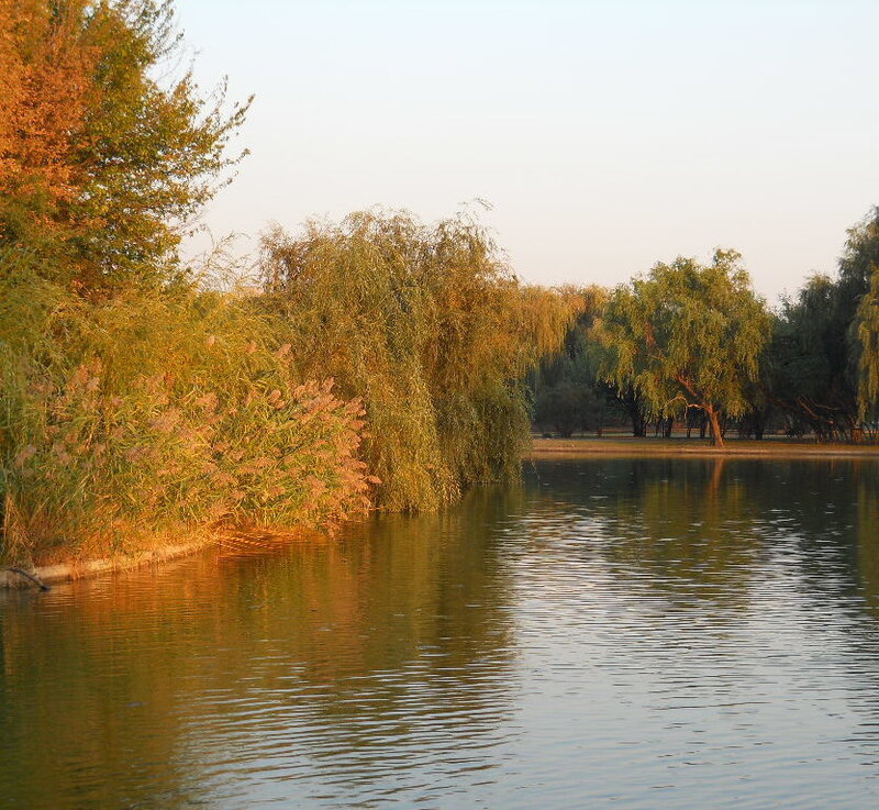 Willow Trees by Lake