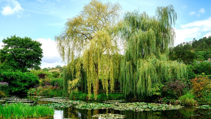 Willow Trees by Pond — Green, Serene, Afternoon, Photograph, Lily Pads, Sky