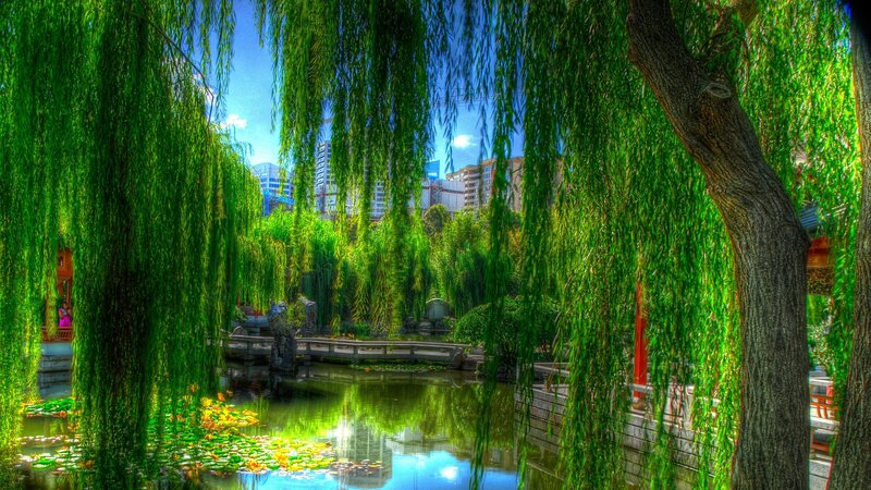 Willow Trees by Pond — Green, Serene, Afternoon, Photograph