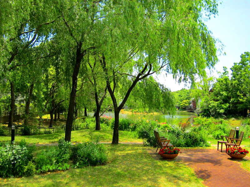 Willow Trees by Pond — Green, Serene, Afternoon