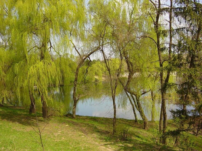 Willow Trees by Pond — Green, Serene, Spring, Photograph, Grass