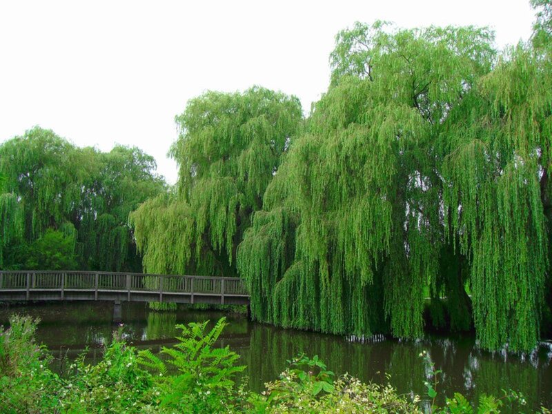 Willow Trees by Pond — Green, Serene, Spring, Photograph