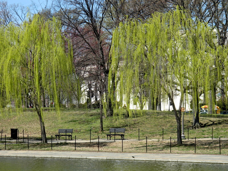 Willow Trees by Pond — Green, Serene, Spring