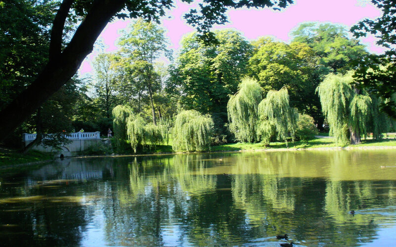 Willow Trees by Pond — Green, Serene