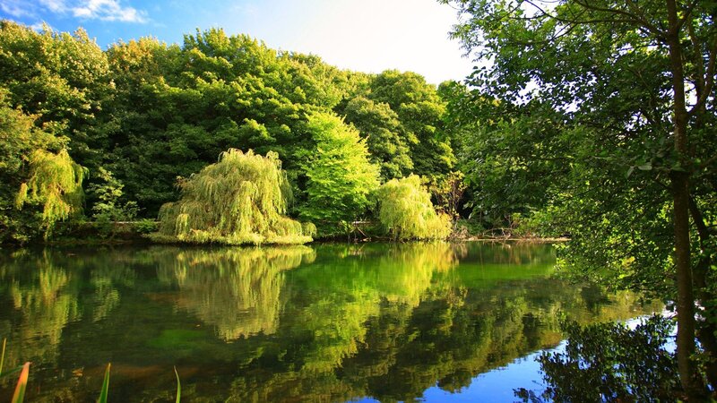 Willow Trees by Pond — Green