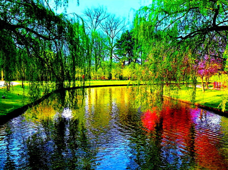 Willow Trees by Pond