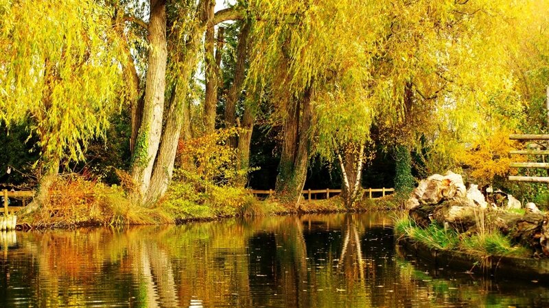 Willow Trees by Pond — Yellow