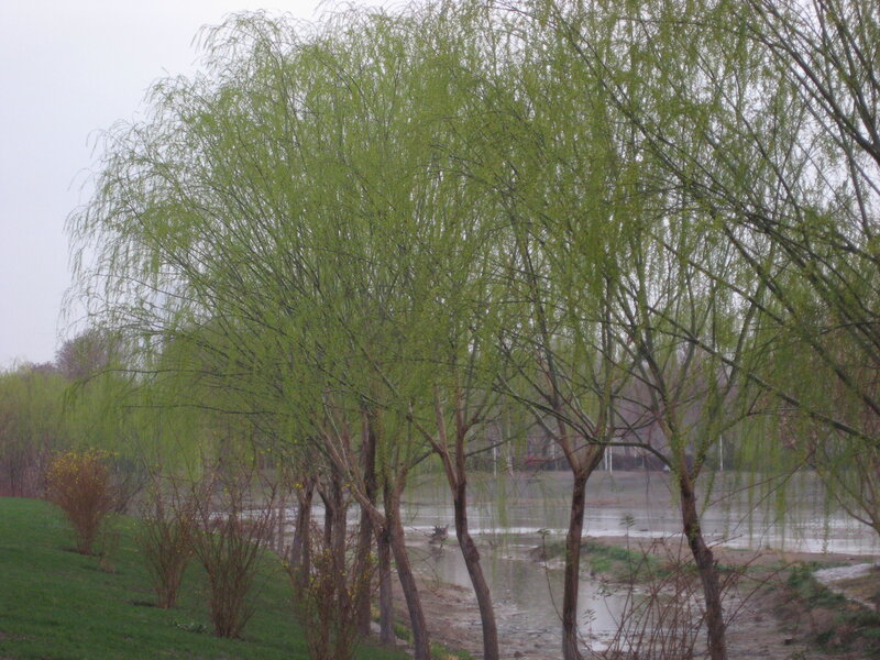 Willow Trees by Water