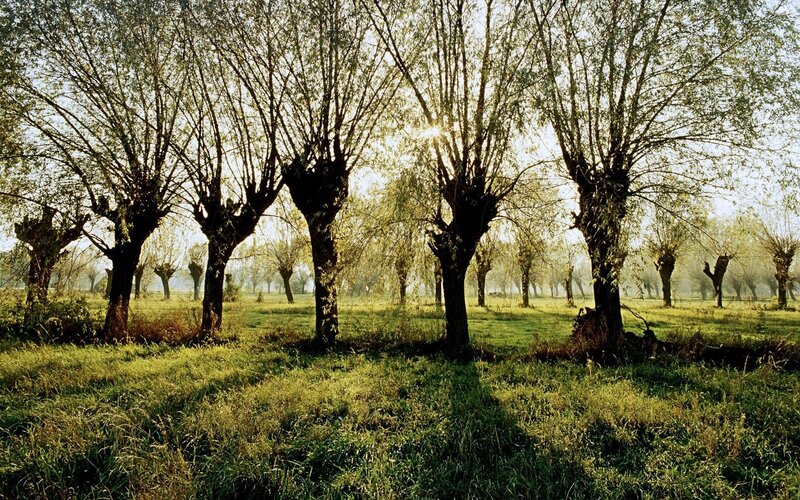 Willow Trees in Field — Green