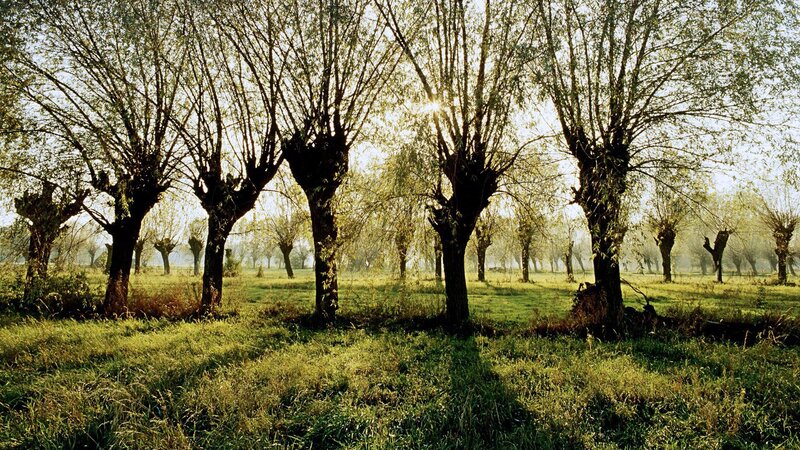 Willow Trees in Field