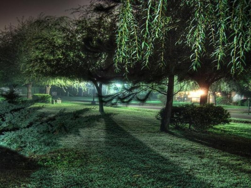 Willow Trees in Park — Green, Serene, Night