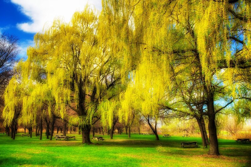 Willow Trees in Park — Green, Serene, Spring, Photograph