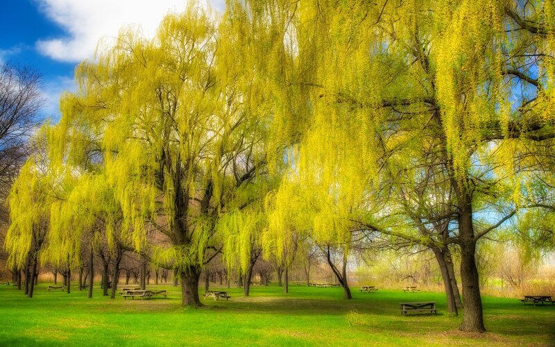 Willow Trees in Park — Green, Serene, Spring