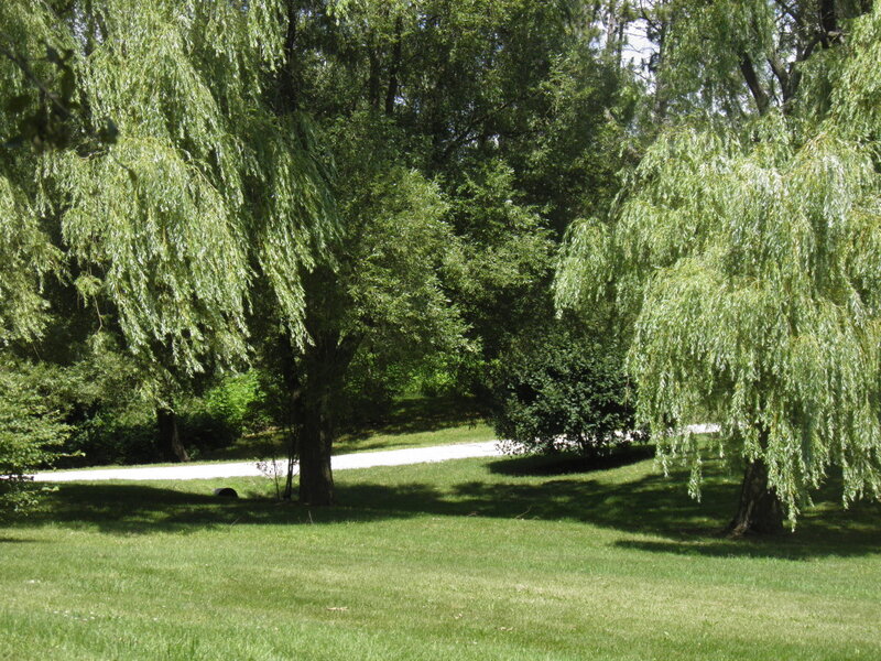Willow Trees in Park — Green, Serene