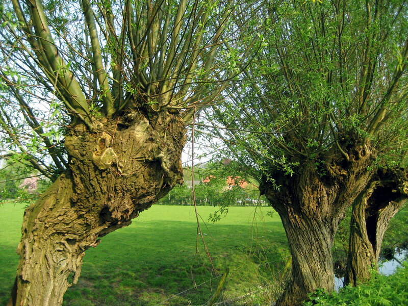Willow Trees in Park — Green