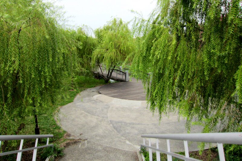 Willow Trees in Park