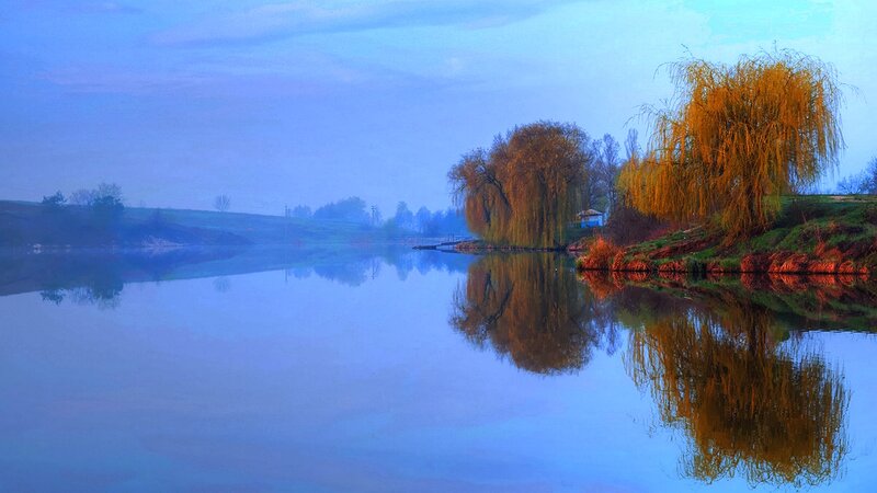 Willow Trees on Riverbank
