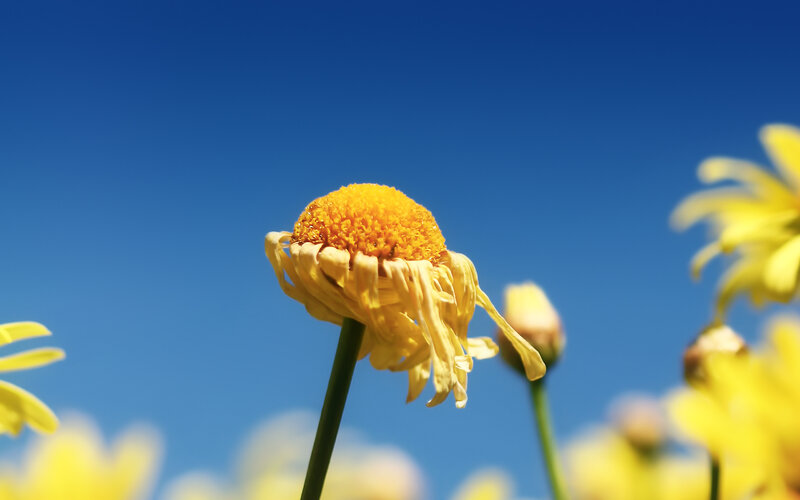 Wilted Daisy Flower — Yellow, Serene