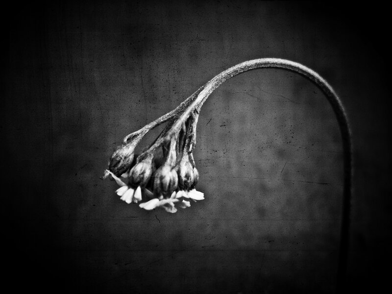 Wilted flower in black and white