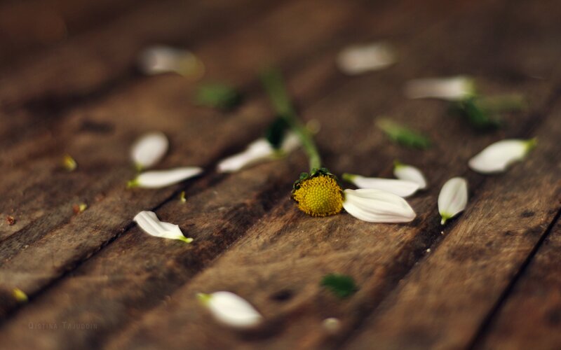 Wilted flower on wood