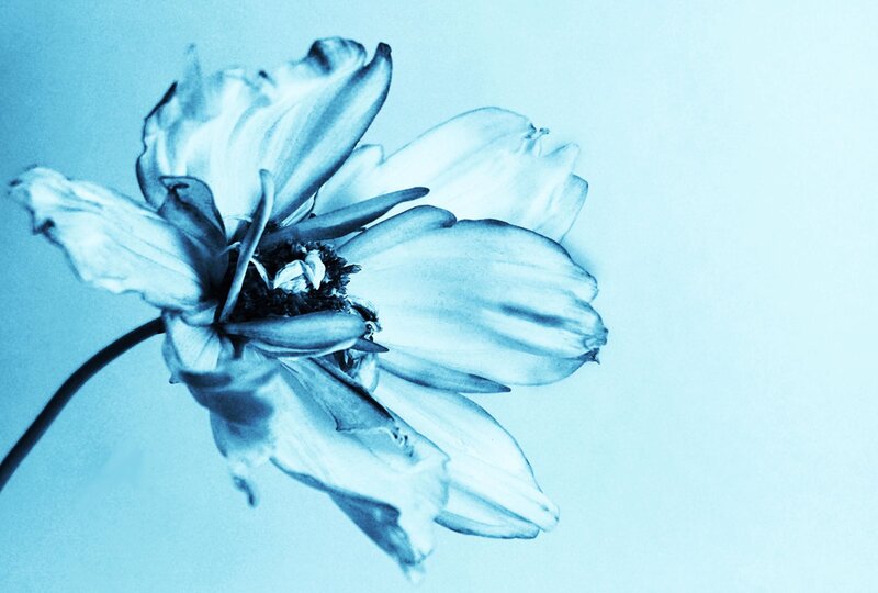 Wilted Flower
