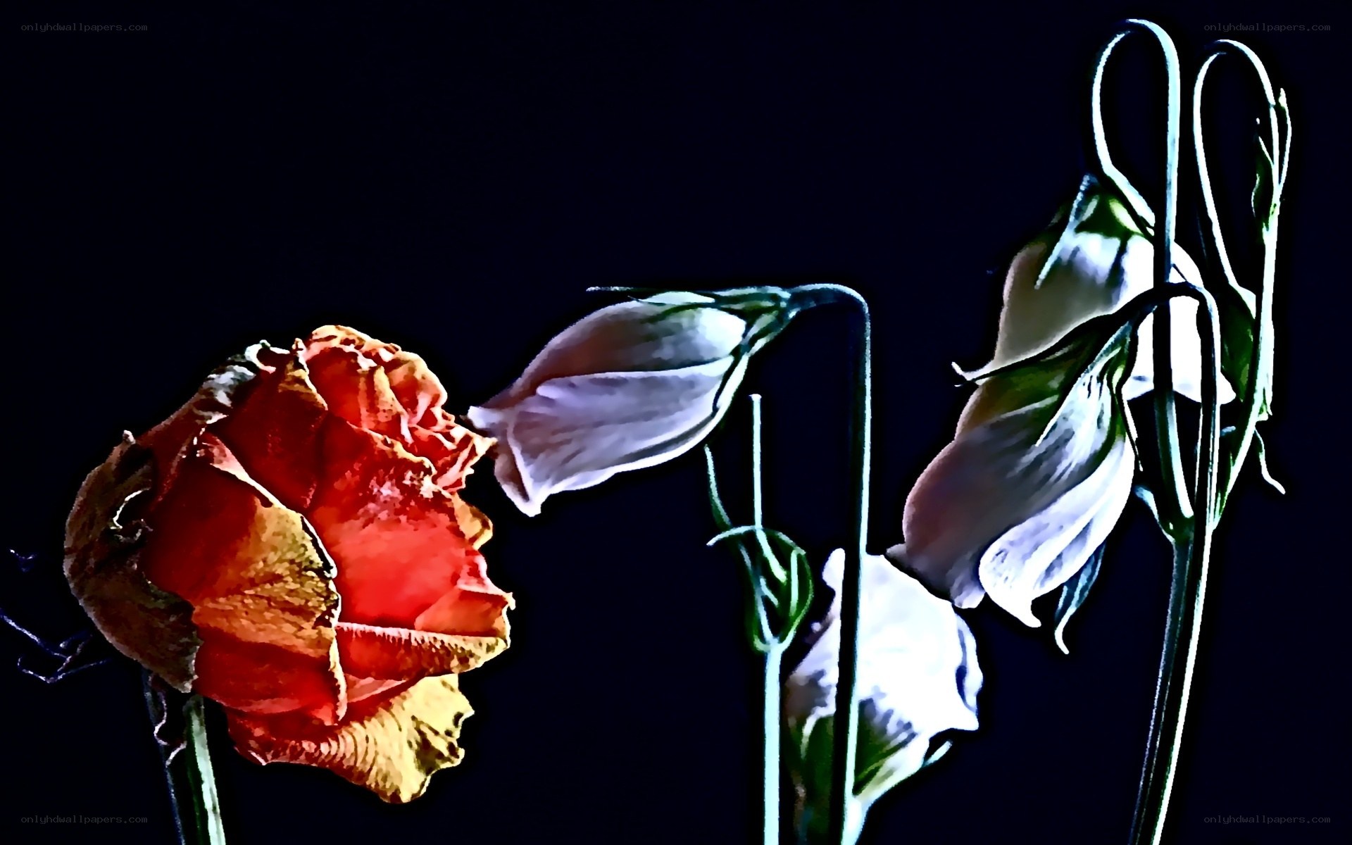 Wilted flowers in darkness