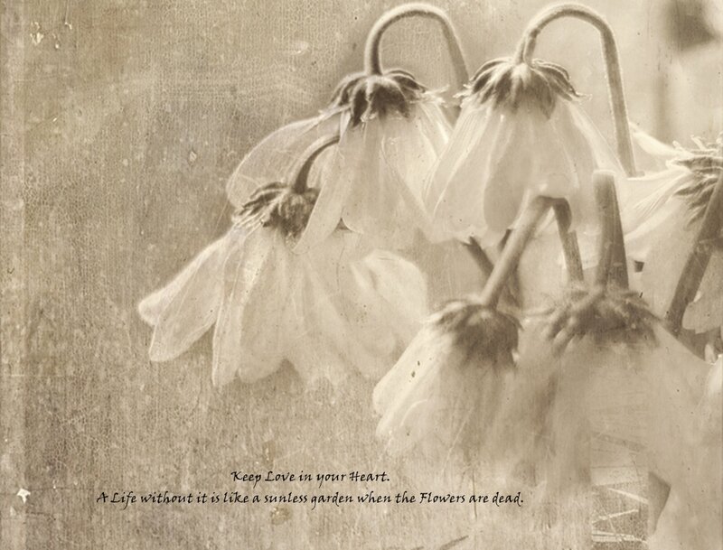 Wilted Flowers