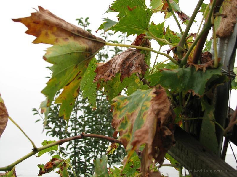 Wilted grape leaves on a vine