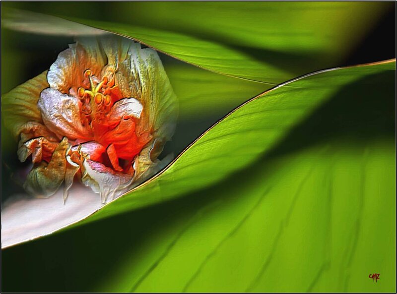 Wilted Hibiscus Flower