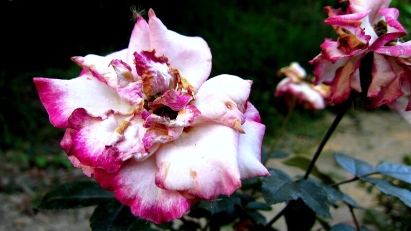 Wilted Pink and White Rose