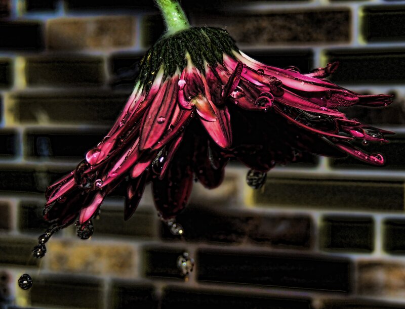 Wilted Pink Flower