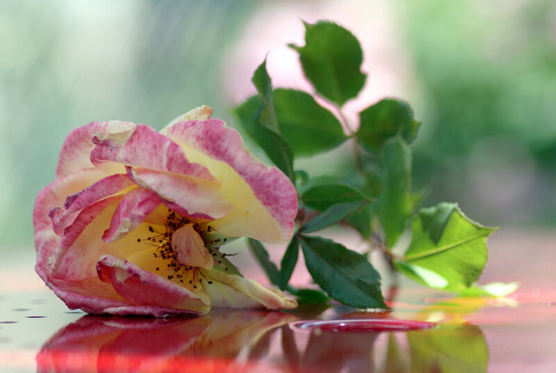 Wilted Pink Rose — Calm, Photograph