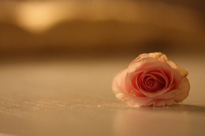 Wilted Pink Rose — Calm