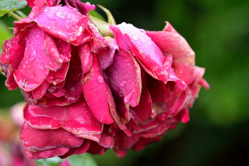 Wilted Pink Rose — Damp, Photograph