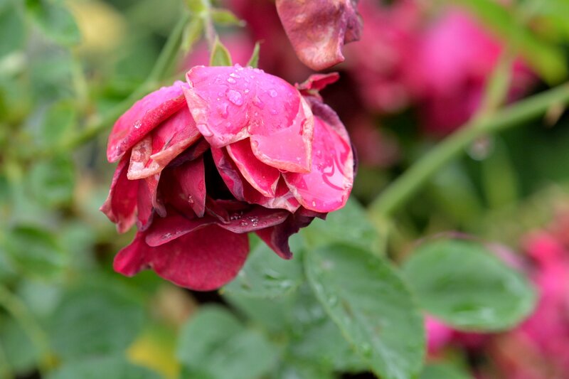 Wilted Pink Rose — Damp