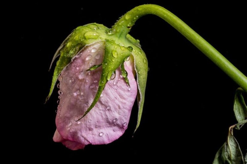 Wilted Pink Rose — Dramatic