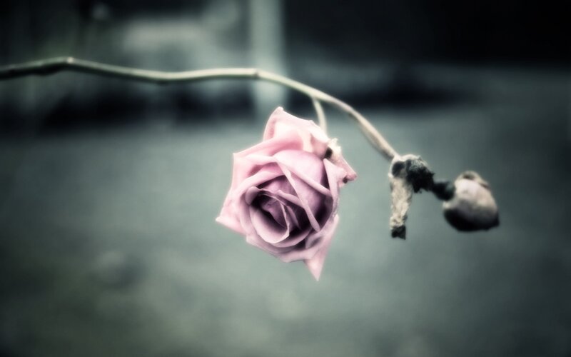 Wilted Pink Rose — Melancholic, Photograph, Branch