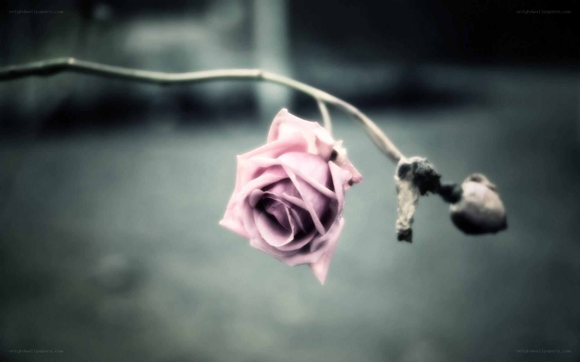 wilted pink rose on a branch