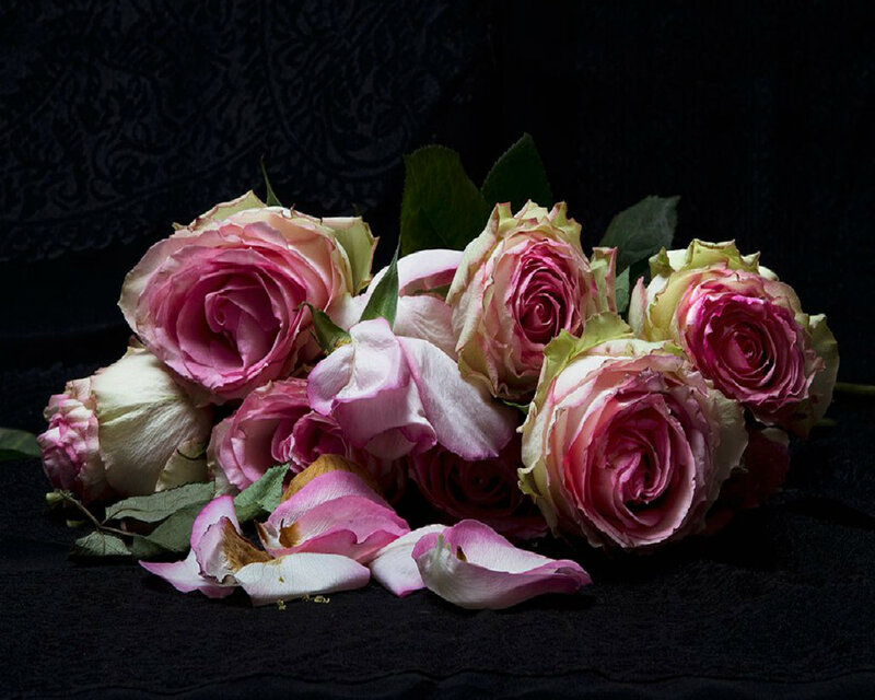 Wilted Pink Roses — Dramatic, Photograph