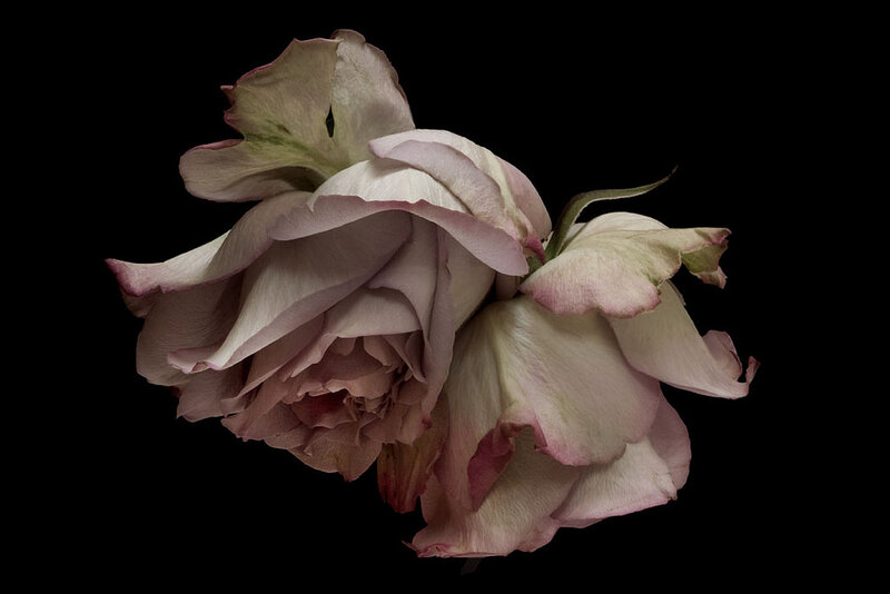 Wilted Pink Roses — Dramatic